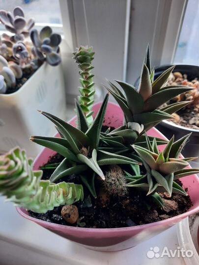 Наборы из суккулентов