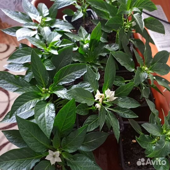 Комнатные растения