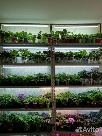 Сортовые фиалки