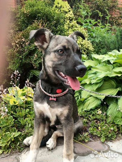 Щенуля - Лейла