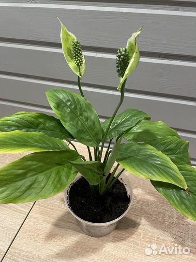 Спатифиллум