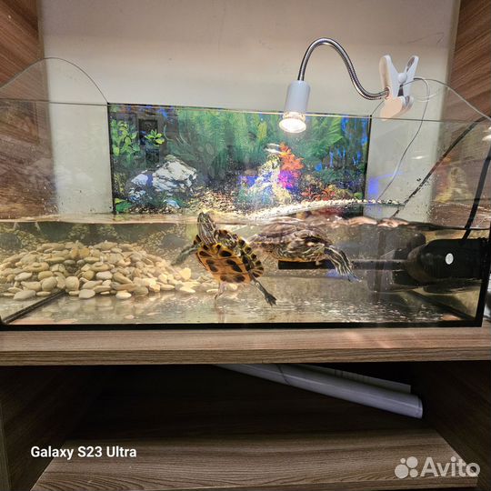 Аквариум с черепахами