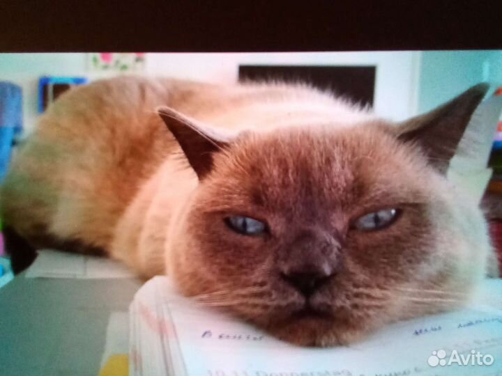 Передержка кошек на время отпуска