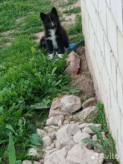 Русско европейская лайка