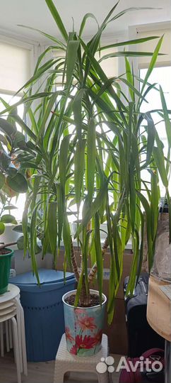 Пальма юкка