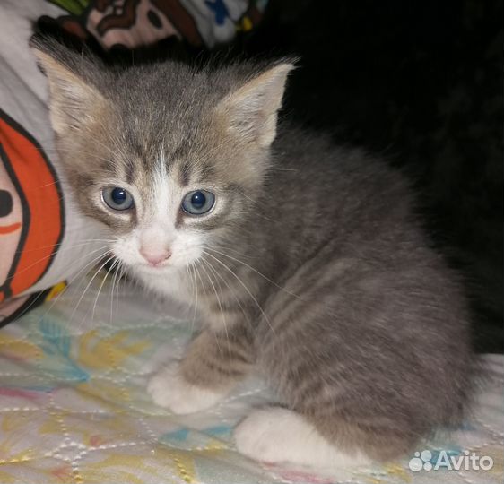 Отдам котят в хорошие руки