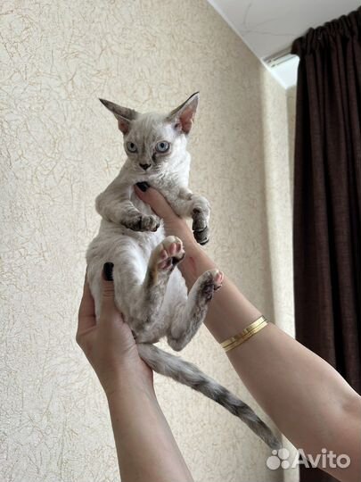 Котята девон-рекс (DRX)
