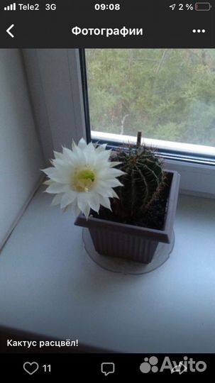 Кактус цветущий