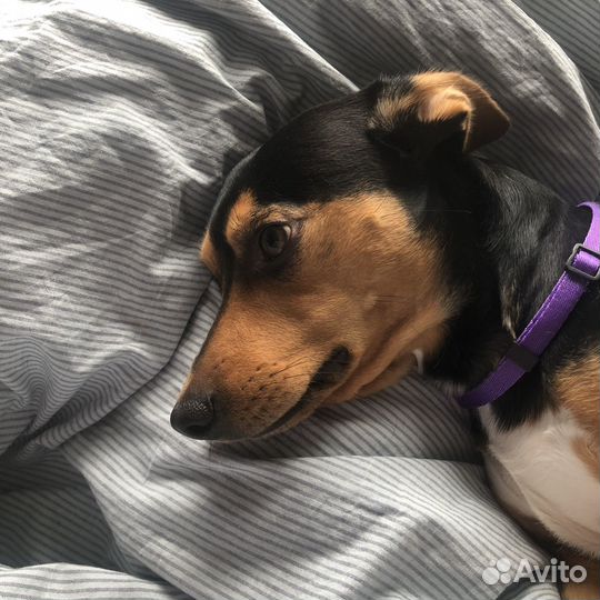 Репетитор по японскому языку / учитель японского