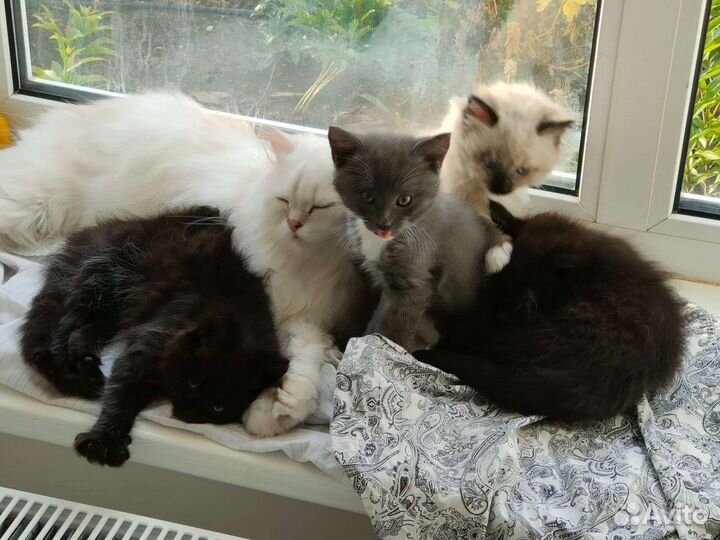 Сибирские котята