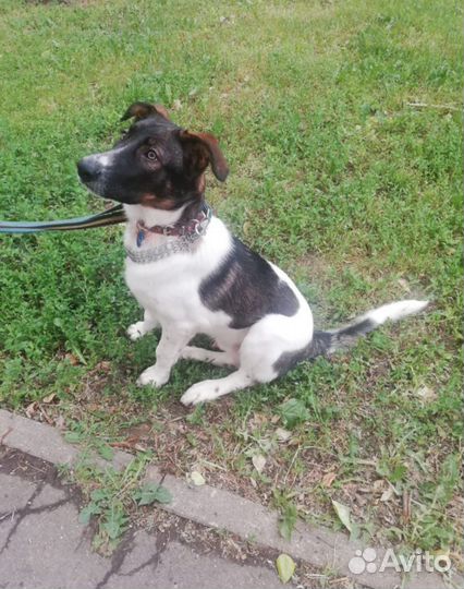 Сергей - собака щенок мальчик - в добрые руки