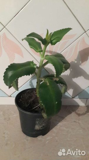 Комнатные растения