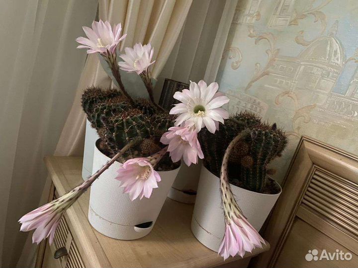 Кактус цветущий