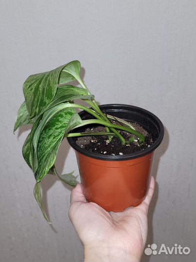 Эпипремнум марбл квин