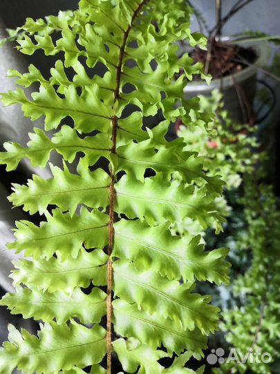 Нефролеписы