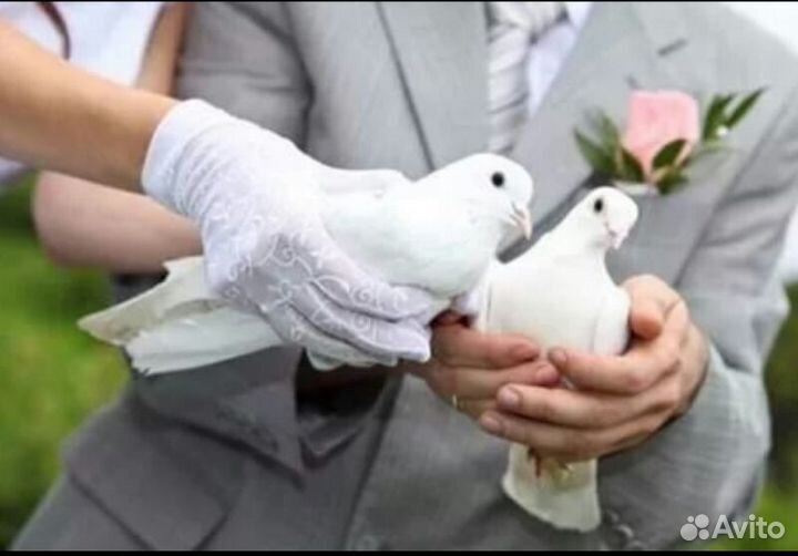 Голуби на свадьбу