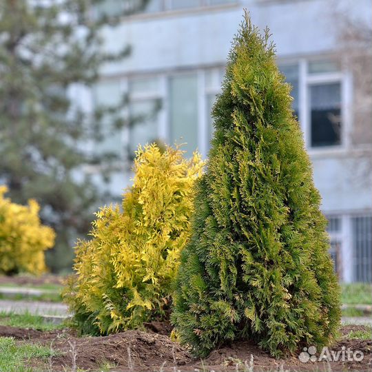 Туя смарагд 200 см