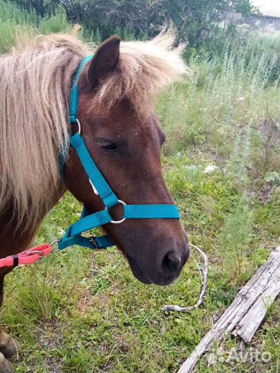 Продам пони