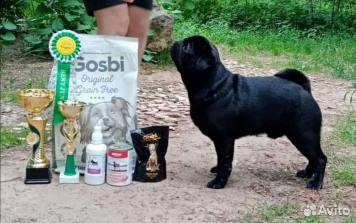 Кобель мопса открыт для вязок