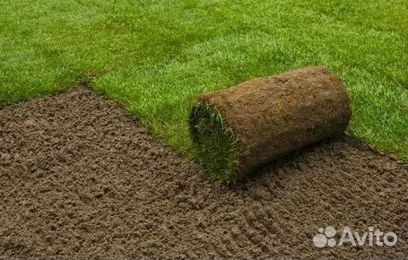 Рулонный газон