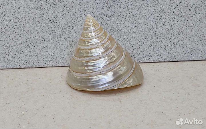 Трохус 7,2*6,6 морская ракушка раковина