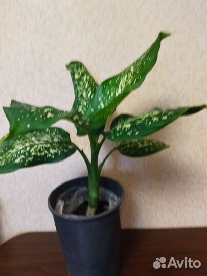 Диффенбахия