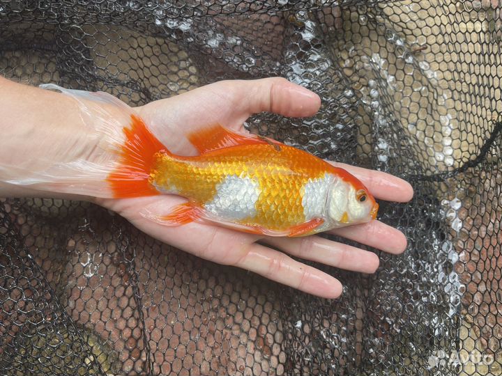 Золотая рыба комета