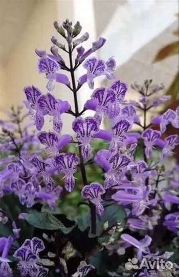 Плектрантус Mona Lavender
