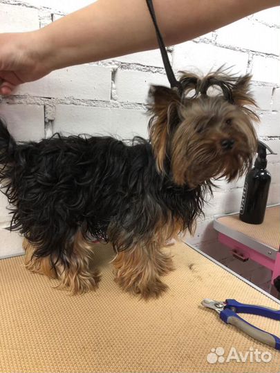 Груминг Тримминг Стрижка