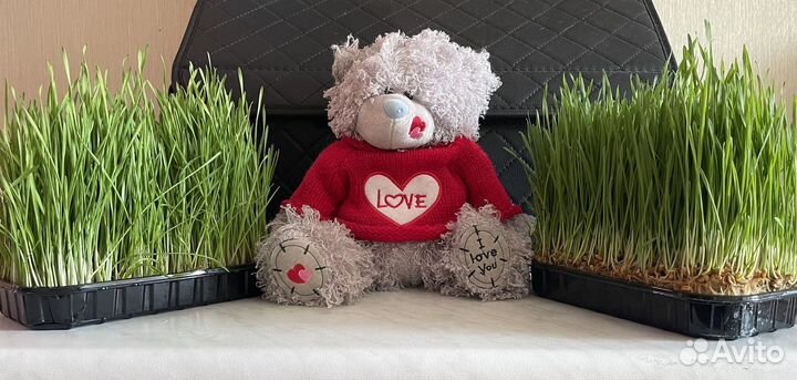 Трава для животных