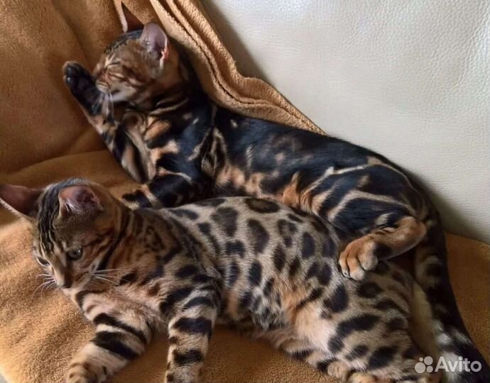 Бенгальские котята