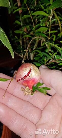 Отростки с корнями, гранатового дереваца