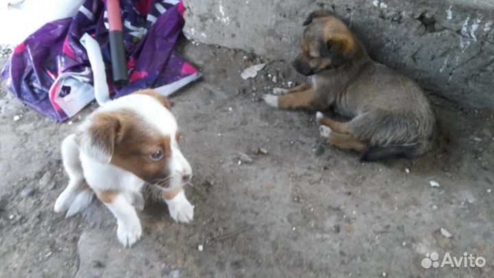 Щенки в добрые руки даром