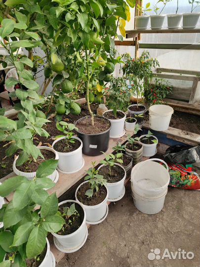 Лимонное дерево