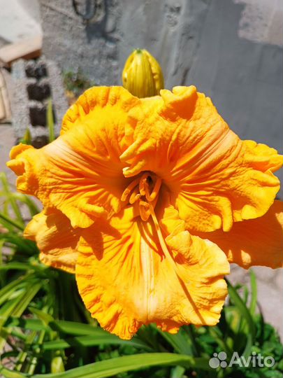 Лилейники сортовые