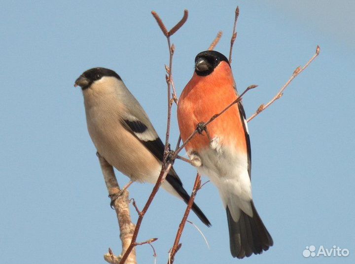 Певчие птицы
