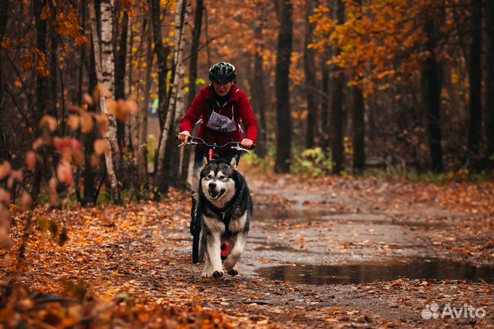 Кобель маламута для вязки