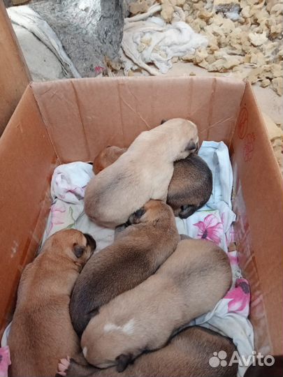 Щенки немецкой овчарки бесплатно