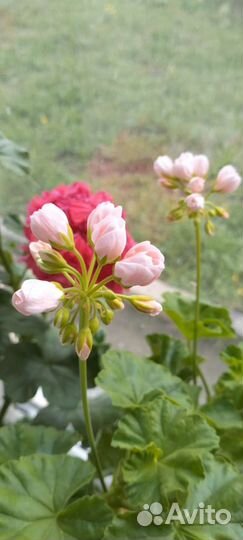 Герань пеларгония