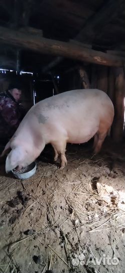 Продаю свиноматку