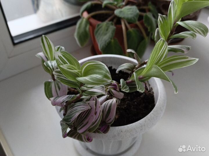 Комнатные цветы