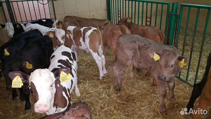 Телята бычки, телки