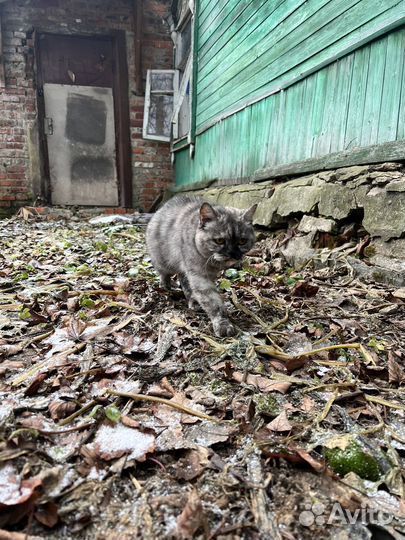 Коты ищут дом