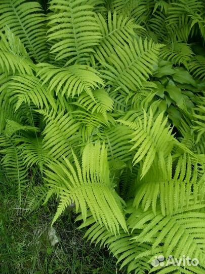 Папоротник