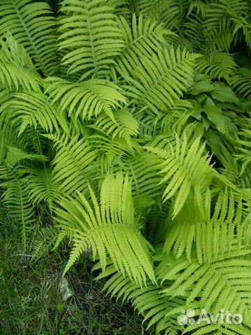 Папоротник