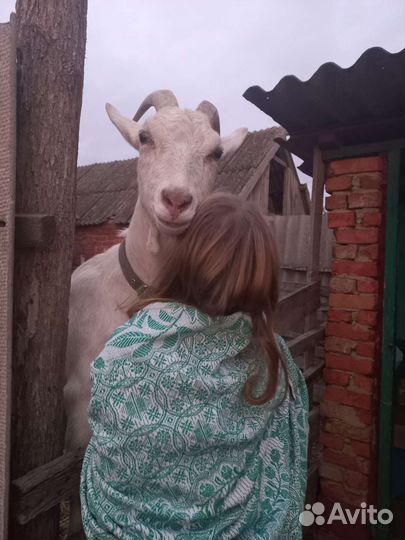 Домашние животные