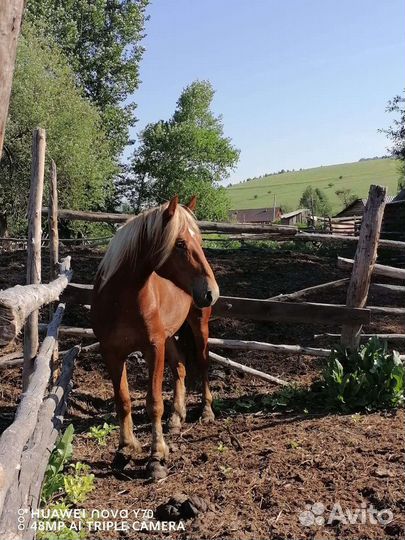 Лошадь жеребец