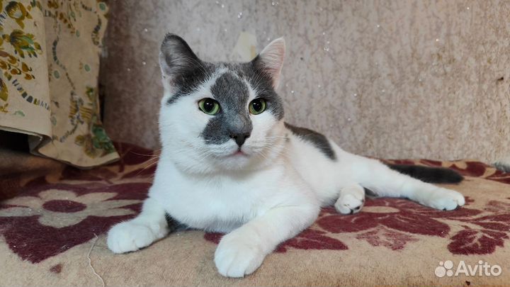 Кот Паштет ищет дом