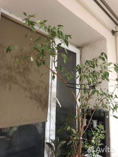 Фикус Бенжамина