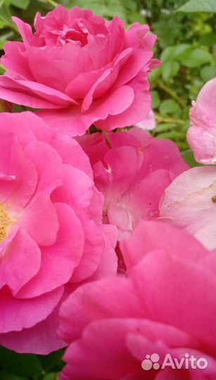 Лилейник,клематис,актинидия,жимолость,розы